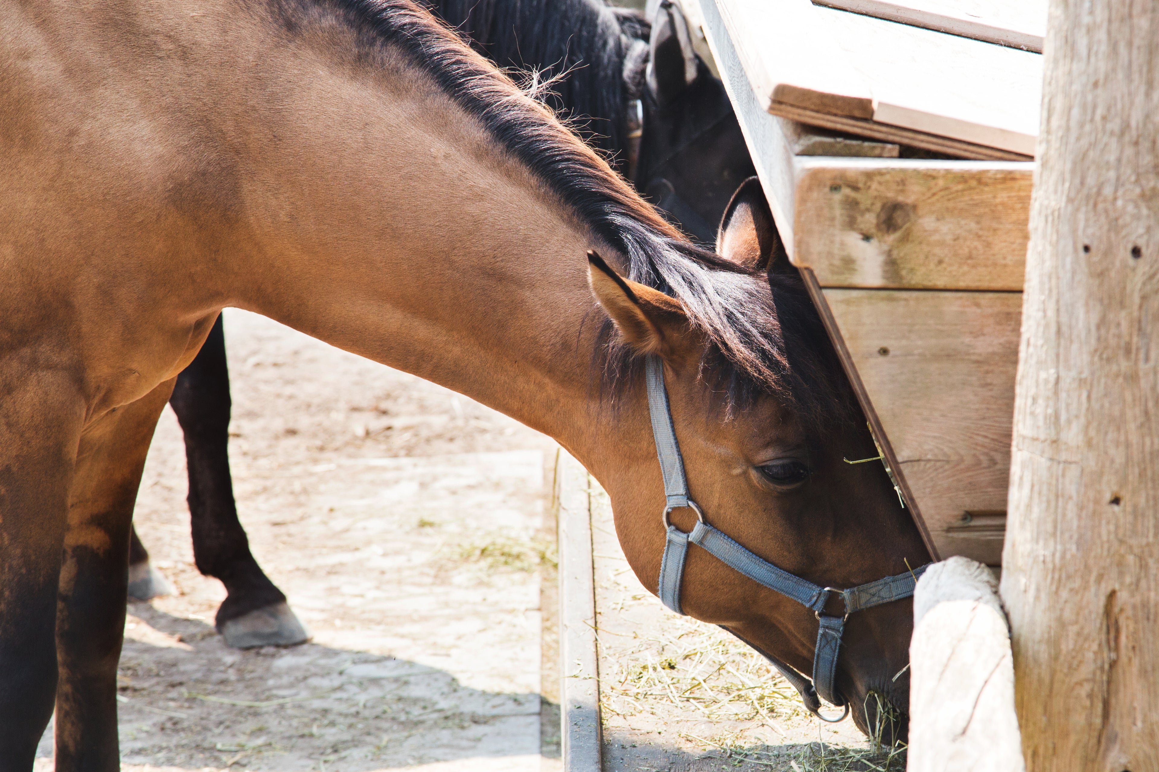 Equestrian Grooming Products